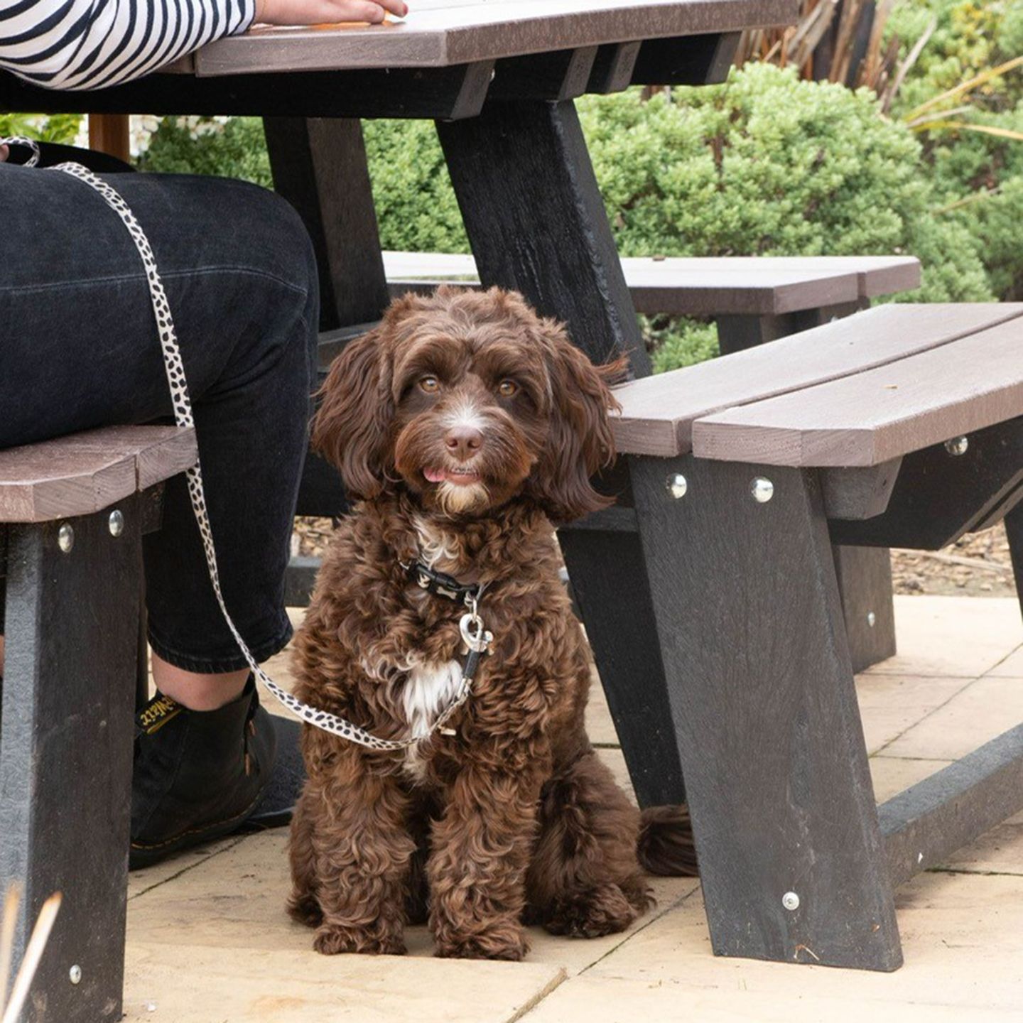 Your local dog friendly pub in Leeds